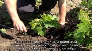 Посадка винограда в средней полосе для начинающих