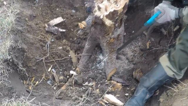 Удаление пня яблони на своем участке.
