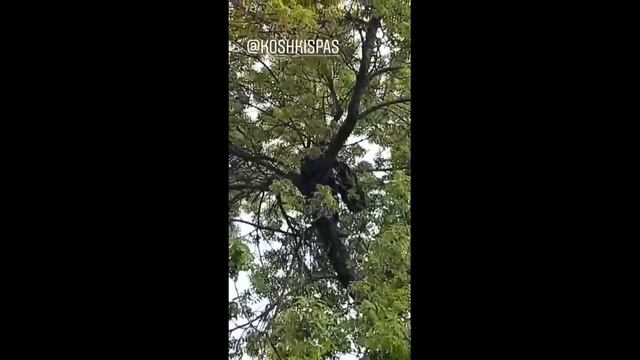 03.06.20. Голубь запутался в веревках на дереве, 4 линия В.О. смотреть онлайн