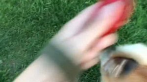 Как пользоваться кликером для дрессировки собаки