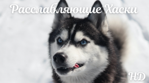 Расслабляющая Музыка- Расслабляющие Хаски