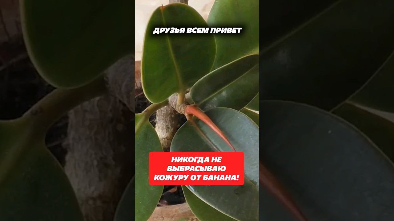 Никогда не выбрасывай кожуру от банана! #лайфхак #комнатныерастения #цветы #удобрение #подкормки