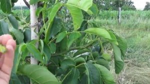 низкорослые грецкие орехи боковоплоды-латералы