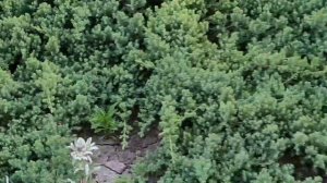 Посадки и пересадки многолетников в сентябре. Работаем в саду. Переделываем цветник. Ель Коника