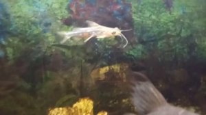 Мистус полосатый