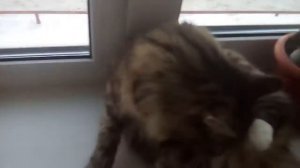 Каша для бездомных кошек