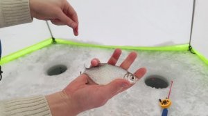 Зимняя рыбалка, второй выезд на Белгородское водохранилище 2024 г.