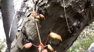 桜　新宿御苑    HDC-TM700