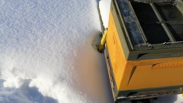 Проверил как зимует Бакфаст на улице! смотреть онлайн