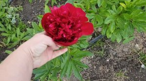 пион готов к срезке