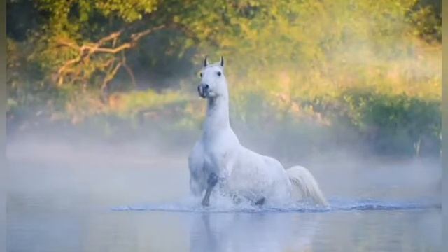 Белая лошадь?какую масть дальше сделать??? смотреть онлайн