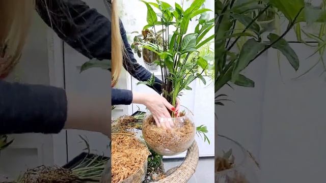 Ассорти из комнатных растений в сфагнум fuscum. смотреть онлайн