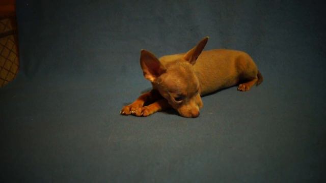 русский той смотреть онлайн