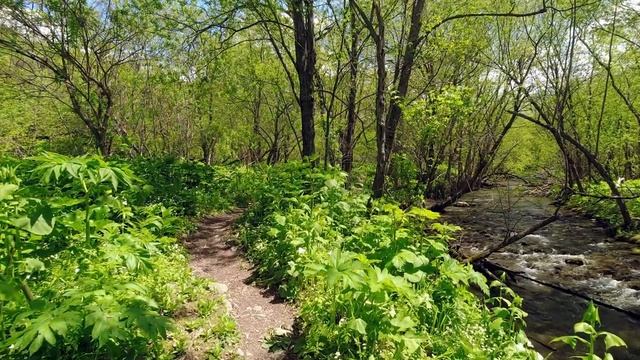 Красивая Расслабляющая Музыка для Снятия Напряжения • Виртуальная прогулка и расслабляющая музыка смотреть онлайн