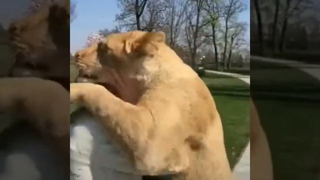 Безкорыстная любовь