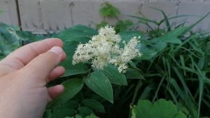 Астильбоидес пластинчатый (Astilboides tabularis) - первое цветение.(пахнет Кокосовым молоком). 2023