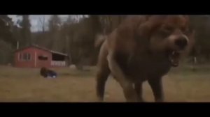 БЕЗУМНО МОЖНО БЫТЬ ПЕРВЫМ МЕМ ПРО ВОЛКА ИЗ TikTok