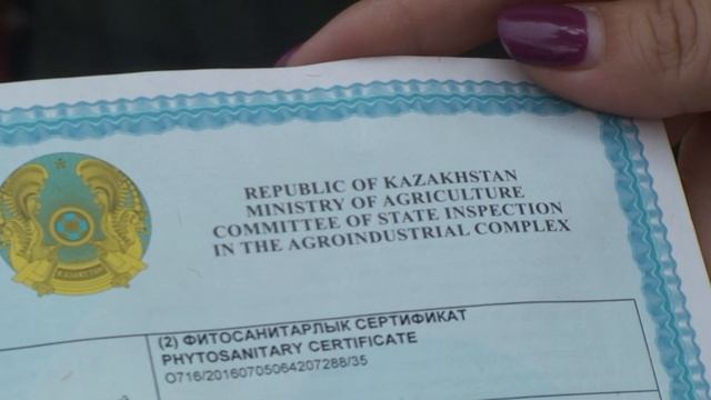 Карбыз в Асбесте смотреть онлайн