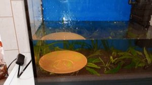 Заменил грунт на пропант в маленьком аквариуме #NIK_72