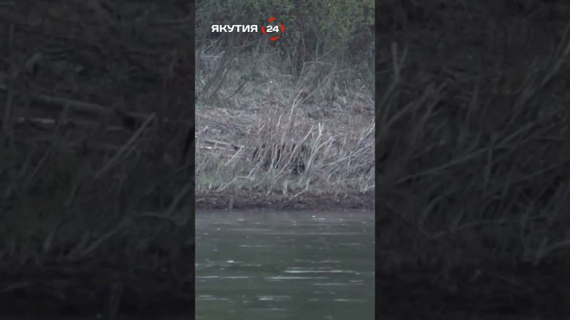 Охота на медведя - без права на ошибку #якутия #охота #медведь