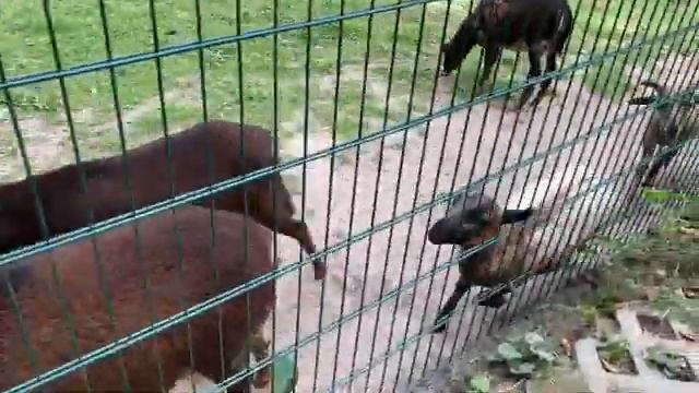 Зоопарк в Ровно. Zoo in Rovno Ukraine. смотреть онлайн