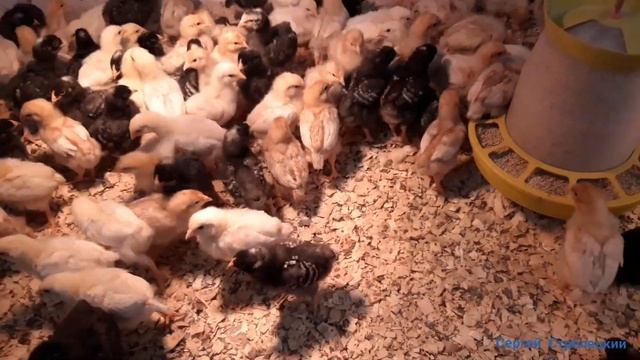 Как определить петушок или курочка! Определение пола по перу!