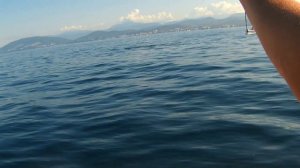 ЧЕРНОМОРСКИЕ. ДЕЛЬФИНЫ. АДЛЕР.