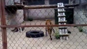 Tiger in Tallinn Zoo