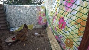 НЕВЗРАЧНЫЕ НО СТОЙКИЕ??? ПОРА ЕЕ УБИРАТЬ ОТ ЦЫПЛЯТ? УРОЖАЙ ВИНОГРАДА НУЖНО ПЕРЕРАБОТАТЬ??