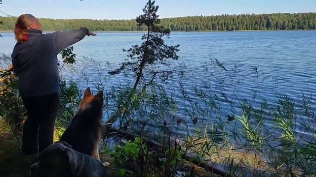 Отдых с воспитанными собаками прекрасен. Кормим уточек. смотреть онлайн