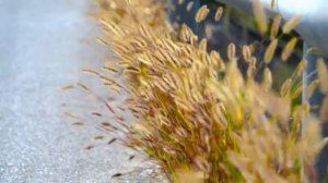 Лисий хвост-это название травы,бабочки и гусеница. Вы точно этого не знали.