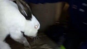 Как определить пол у кролика.