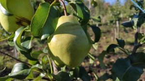 Как обманывают на рынке покупателя. Груша Ноябрьская