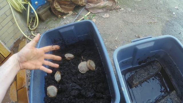 Worm Farm Follow up смотреть онлайн