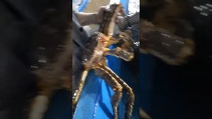 Владивосток, камчатский краб, мореферма в бухте Воевода