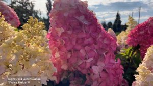 Гортензия метельчатая `Fraise Melba`® (`Фрейз Мельба`)