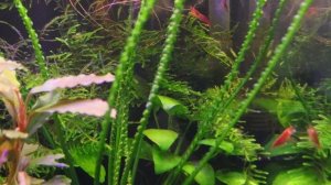 Нано Аквариум Травник с живыми растениями и креветками 4k.