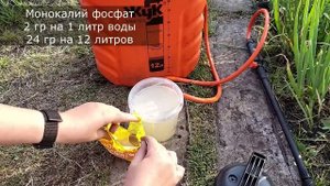 Срочно важная ПОДКОРМКА ТОМАТОВ ВО ВРЕМЯ ЦВЕТЕНИЯ ДЛЯ УВЕЛИЧЕНИЯ УРОЖАЯ, Томаты собираю ведрами!