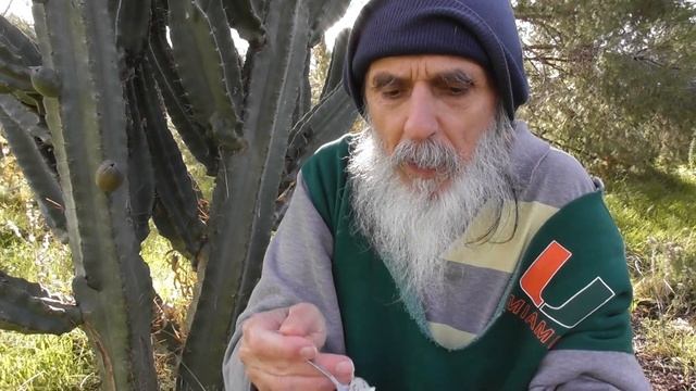 Picking Peruvian Apple Cactus (Cereus repandus) ???? смотреть онлайн