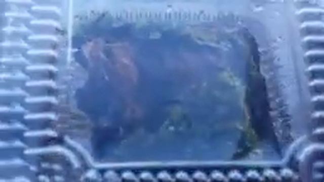 МОХ ИЗ ЛЕСА В АКВАРИУМЕ смотреть онлайн