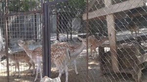 Так громко кричат косули в зоопарке "Сказка" г. Ялта