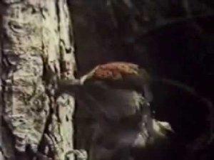 Большой пестрый дятел