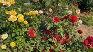 Одна из самых лучших! Роза № 47. Питомник ? и ? Е. Иващенко