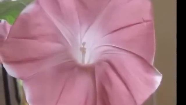 Ипомея, лиана для живой изгороди смотреть онлайн