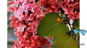 Сирень мейера Ред Пикси (syringa meyeri red pixie) ? обзор: как сажать, саженцы сирени Ред Пикси