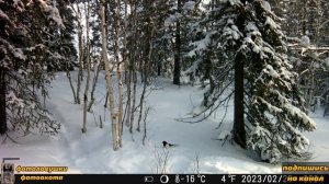 Как снимает самая миниатюрная фотоловушка ночью и днём?