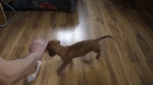 Как научить собаку приносить палку за 2 минуты Карликовая такса