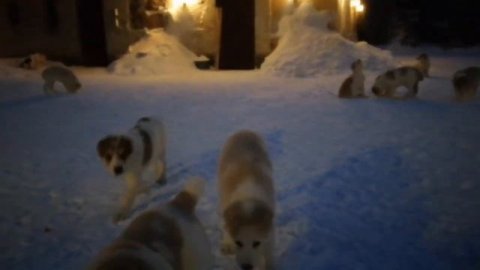 Питомник САО Усадьба Кархула. caйт :KARHULA. ru