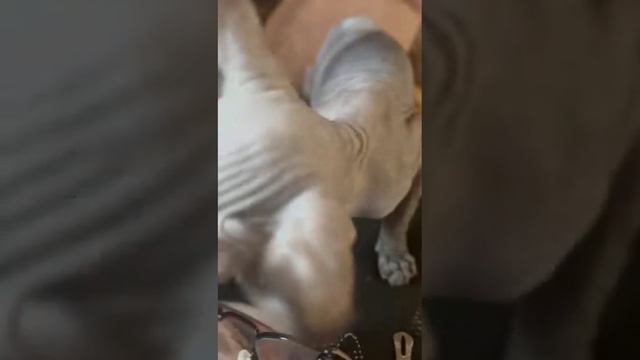 милый котик #котенок смотреть онлайн