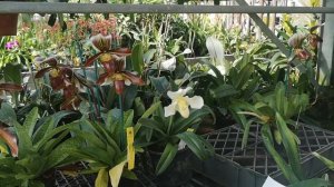 quattro Paphiopedilum d'antiquariato ma tra i più belli ancora oggi